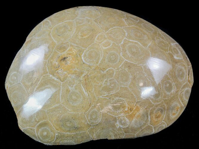 Polished Fossil Coral (Actinocyathus) Head - Morocco #58231